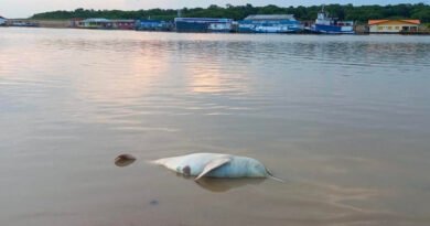 Encuentran 110 delfines muertos en la Amazonía brasileña en medio de la sequía