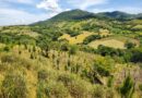 En últimos 10 años RD ha perdido entre 200 y 300 mil hectáreas de bosque