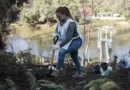 Mil árboles nativos son plantados en Chile arrasado por el megaincendio de 2024