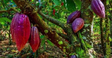 Cae la cosecha de cacao en primeros meses de este año