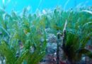 Detectan por primera vez un pasto marino invasor en República Dominicana