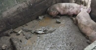 Vecinos denuncian riesgo sanitario en matadero en Villa Los Almácigos Vecinos denuncian riesgo sanitario en matadero en Villa Los Almácigos