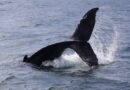 Migración de ballenas está llegando un mes antes por condiciones climáticas