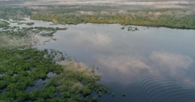 Deforestación del Amazonas seca los ‘ríos voladores’ que riegan Sudamérica