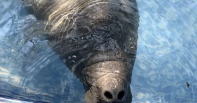 Rescate de bebé manatí en Costa Rica