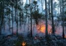 Incendios forestales en ascenso en los últimos seis años