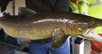 Piden formalmente catalogar el salmón como especie en peligro en extinción en España