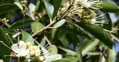 Estatus biogeográfico, mecanismo que ayuda al inventario florístico