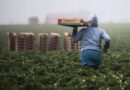 Trump permite más trabajadores agrícolas extranjeros pero rebaja hasta el 32 % sus sueldos