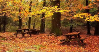 Hojas de maple Hojas de maple