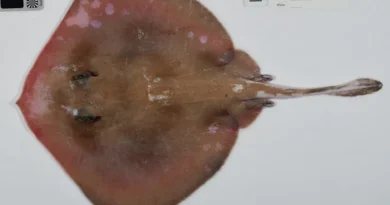 Descubren más de 110 especies marinas en aguas inexploradas del noreste de Australia