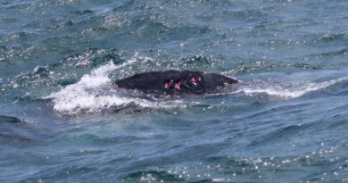 Ballenas heridas y redes ilegales en Samaná evidencian retos en el santuario marino