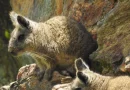 La protección de la vizcacha ecuatoriana impulsa compra de uno de sus refugios naturales