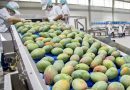 Estados Unidos suspende importaciones de mango de República Dominicana