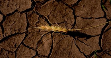 Los países de América Latina más vulnerables a El Niño, según instituciones financieras Los países de América Latina más vulnerables a El Niño, según instituciones financieras