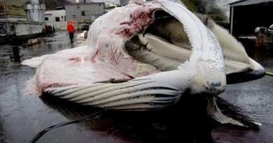 Islandia vuelve a la caza de ballenas Islandia vuelve a la caza de ballenas