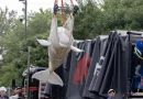 Estados Unidos recibe las primeras seis ballenas belugas del clausurado parque canadiense Marineland