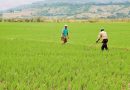Productores garantizan arroz suficiente y piden regularizar mano de obra agrícola