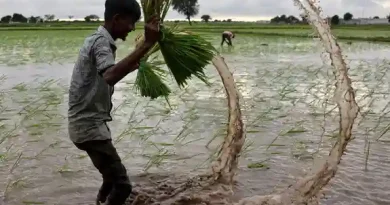 Cómo El Niño y las guerras podrían agravar el hambre mundial Cómo El Niño y las guerras podrían agravar el hambre mundial