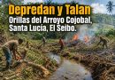 Denuncian devastación ambiental en las inmediaciones del Arroyo Cojobal y exigen una intervención urgente de Medio Ambiente