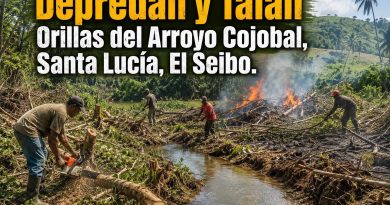 Denuncian devastación ambiental en las inmediaciones del Arroyo Cojobal y exigen una intervención urgente de Medio Ambiente