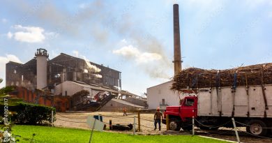 Producción de azúcar en Europa cae a mínimos desde 2015 Producción de azúcar en Europa cae a mínimos desde 2015