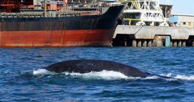 Alertan en Panamá sobre afectaciones a ballenas por ruido de buques