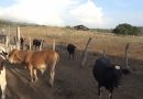 Sequía afecta a ganaderos de la costa de Montecristi y Dajabón