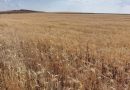 Agricultores de Europa en crisis «sin precedentes»