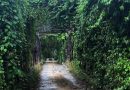 Atrapado entre óxido y maleza: El puente histórico de San Luis en peligro de colapsar