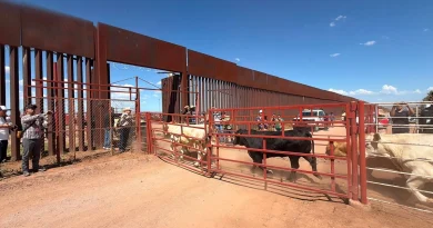 EU reabre frontera al ganado mexicano