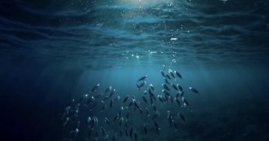 Océanos misteriosos: Ocho curiosidades sobre las profundidades Océanos misteriosos: Ocho curiosidades sobre las profundidades
