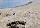 Sequía extrema afecta 40 % Puerto Rico