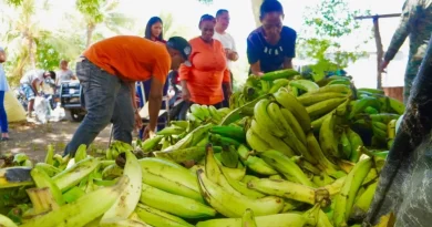 Productores advierten precio del plátano podría llegar a RD$50 desde la próxima semana