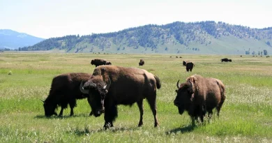 Reintroducción de 47 bisontes en México tras 100 años de ausencia sorprende a los biólogos