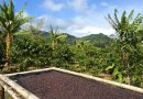Una plaga y sequía acechan producción de café; produtores exigen declarar emergencia