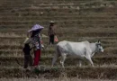 El gran desafío alimentario que conlleva el cambio climático