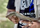 Medio Ambiente encuentra dos ejemplares de lucía gigante, lagarto en peligro crítico de extinción