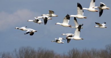 Una de cada nueve especies migratorias enfrentan la extinción Una de cada nueve especies migratorias enfrentan la extinción