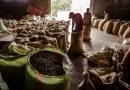 Exportaciones de café dominan ingresos del sector agrícola de Etiopía