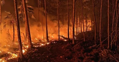 Bomberos forestales entran en fase de liquidación del incendio de Pelempito-Aceitillar