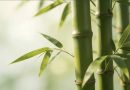 Bambú: fortaleza natural con impacto ambiental y cultural