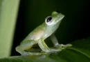 Investigadores brasileños describieron una nueva especie de rana de cristal