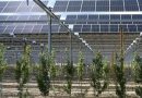 Paneles solares sobre los cultivos: ¿una alianza perfecta?