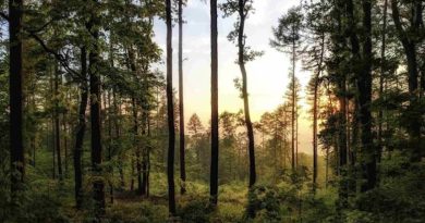 Restaurar bosques: el negocio rentable y vital para el planeta Restaurar bosques: el negocio rentable y vital para el planeta