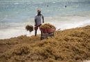 Destinarán US$6.3 millones al financiamiento de proyectos de sargazo en RD