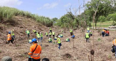 Panamá analiza soluciones contra deforestación Panamá analiza soluciones contra deforestación
