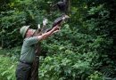 Animales amenazados vuelven a la vida silvestre en Vietnam