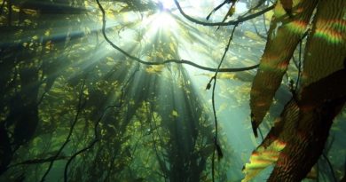 Amazonía submarina: la joya que Chile protegerá hasta 2034