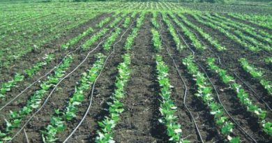 Productores enfrentan plagas, pestes y trabas comerciales Productores enfrentan plagas, pestes y trabas comerciales